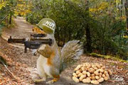 squirrel army nuts