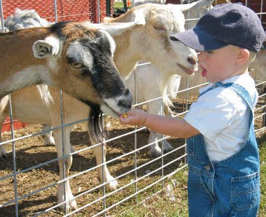 Kid feeding goat