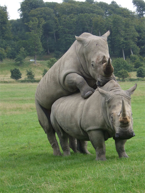 Rhino's Humping