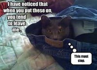 Funny Cat in Jeans