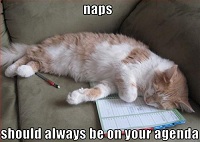 Kitty Nap Time