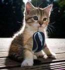 Kitten and Mouse